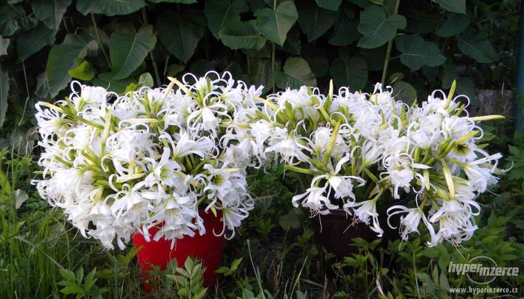 nenáročná exotická květina- Hymenocallis - foto 3