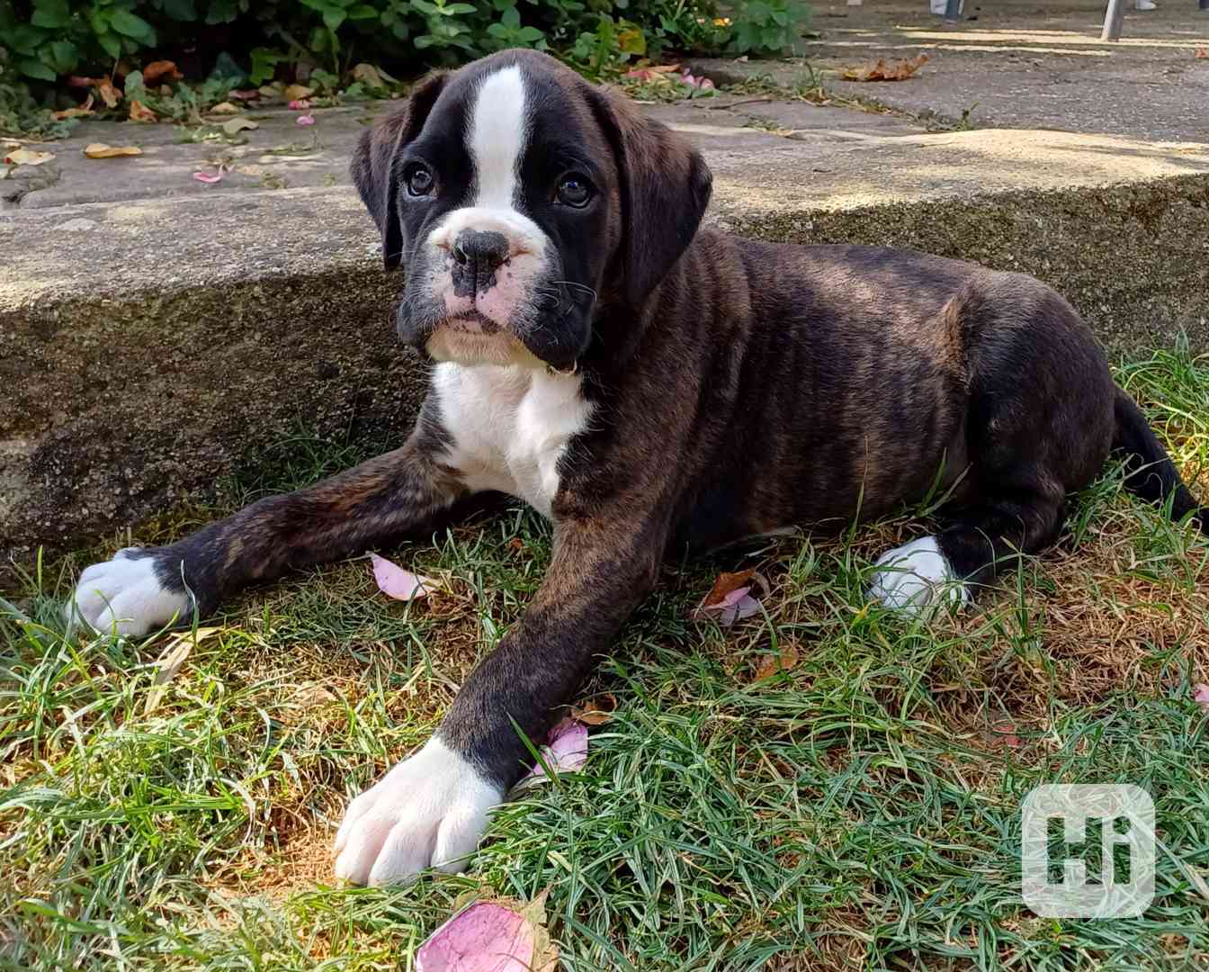 Německý boxer - pejsci - foto 1