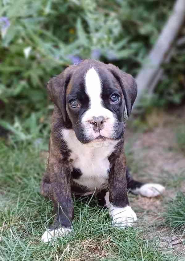 Německý boxer - pejsci - foto 2