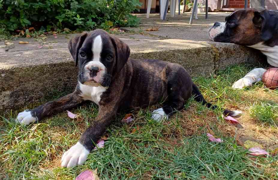 Německý boxer - pejsci - foto 12