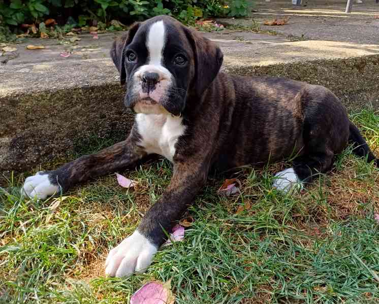 Německý boxer - pejsek - foto 1