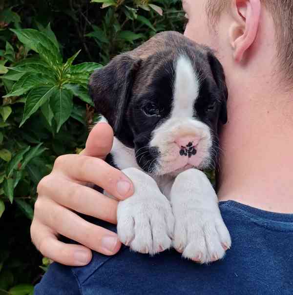 Německý boxer - pejsci - foto 7