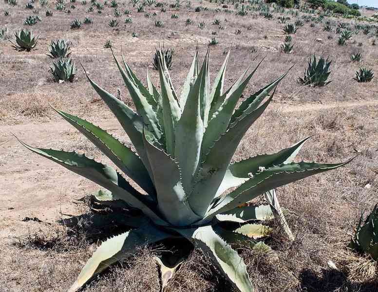 sazenice Agave durangensis 8-10 cm - foto 1