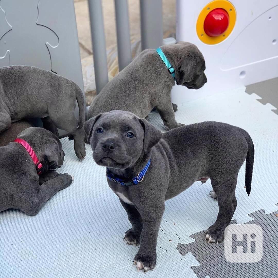 Registrovaná štěňata pitbula k adopci Registrovaná štěňata p - foto 1