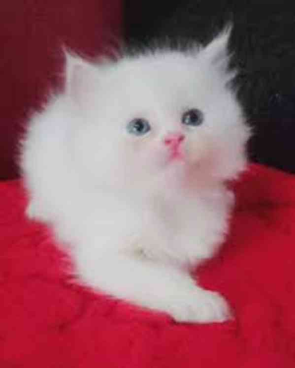 zdravá perská koťata k adopci - foto 1