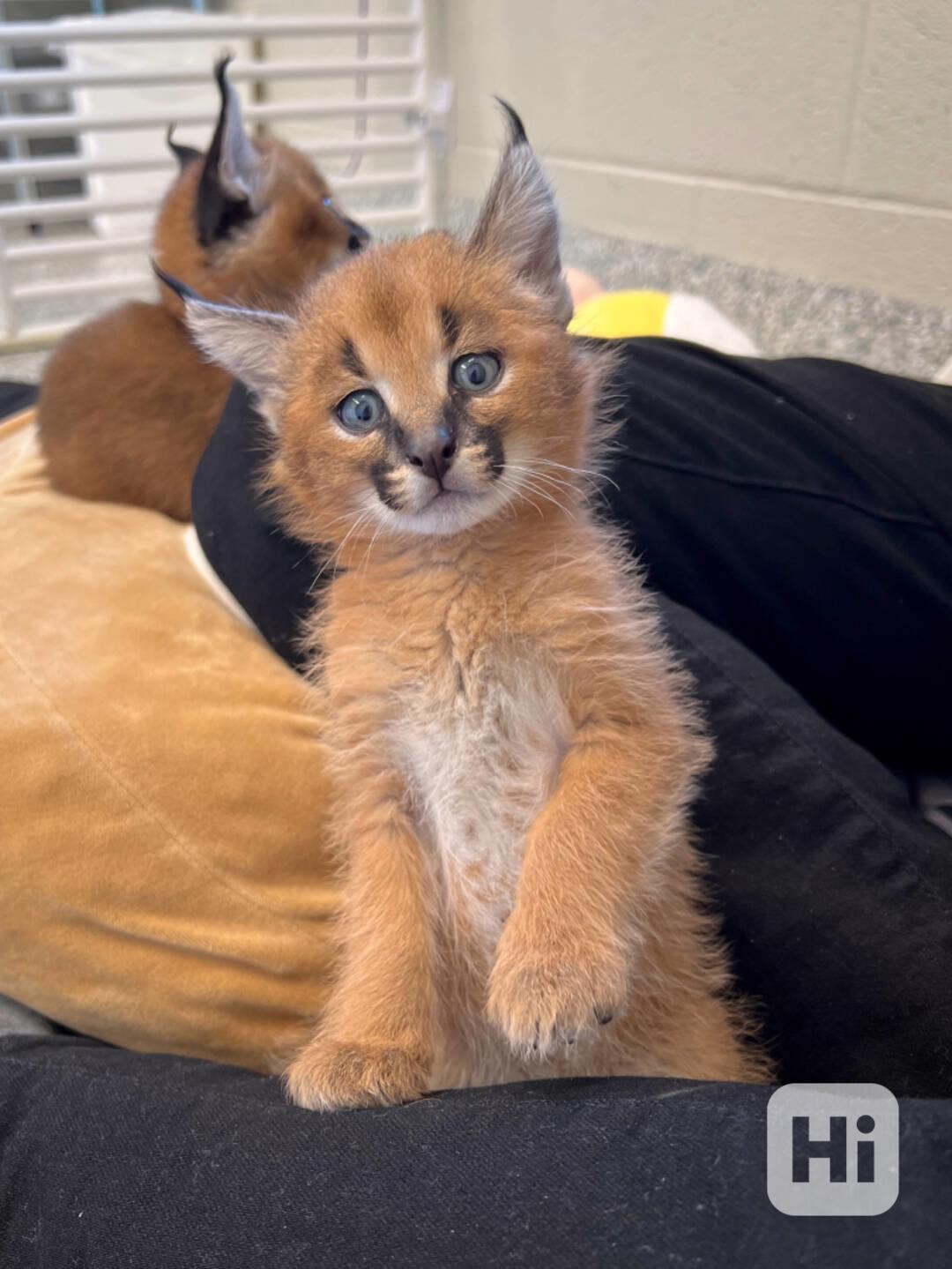 Prodám koťátka Caracal - foto 1