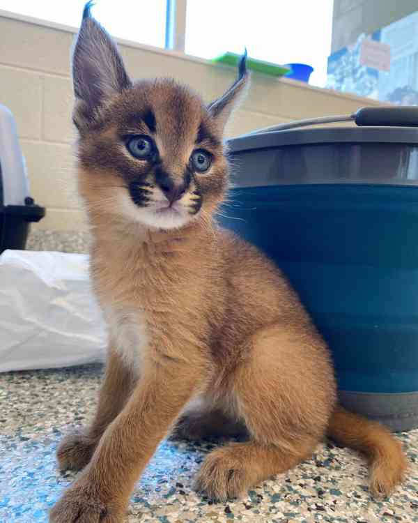 Prodám koťátka Caracal - foto 3