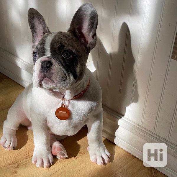 french Bulldog - foto 1