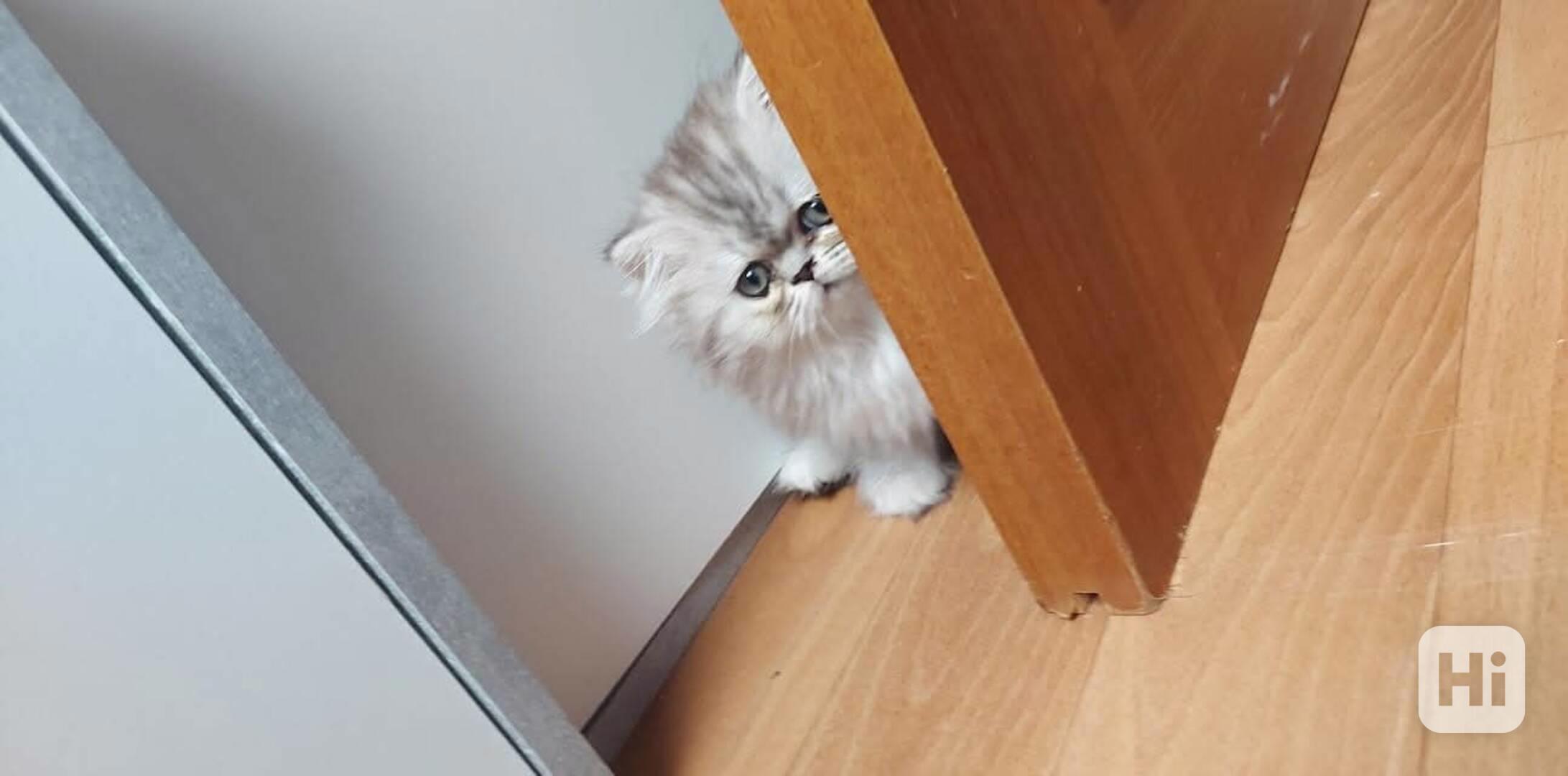 Koťata Perské činčily k rezervaci  - foto 1