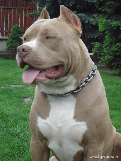 American  Bully XL štěňátka s PP. - foto 1