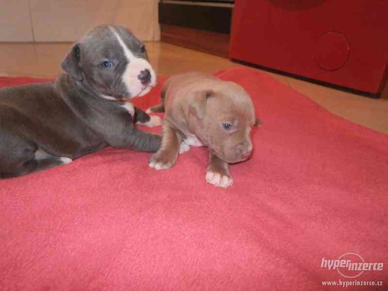 American  Bully XL štěňátka s PP. - foto 2