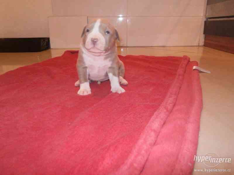 American  Bully XL štěňátka s PP. - foto 3