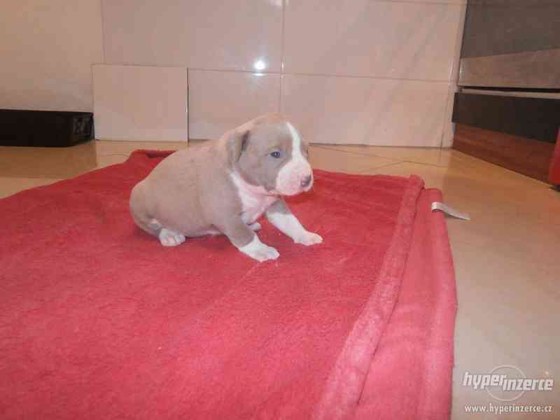 American  Bully XL štěňátka s PP. - foto 4
