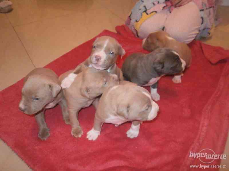 American  Bully XL štěňátka s PP. - foto 5