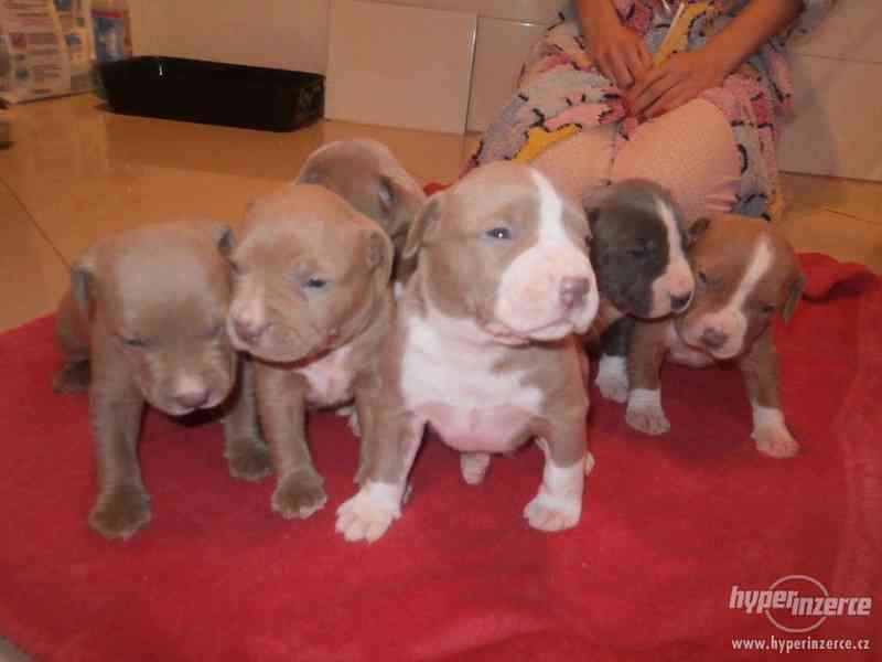 American  Bully XL štěňátka s PP. - foto 6