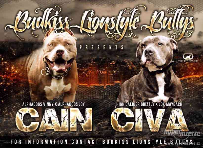 American  Bully XL štěňátka s PP. - foto 7