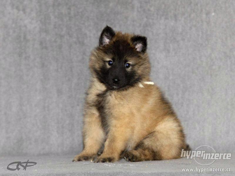 Štěňátka Belgický ovčák Tervueren - foto 1