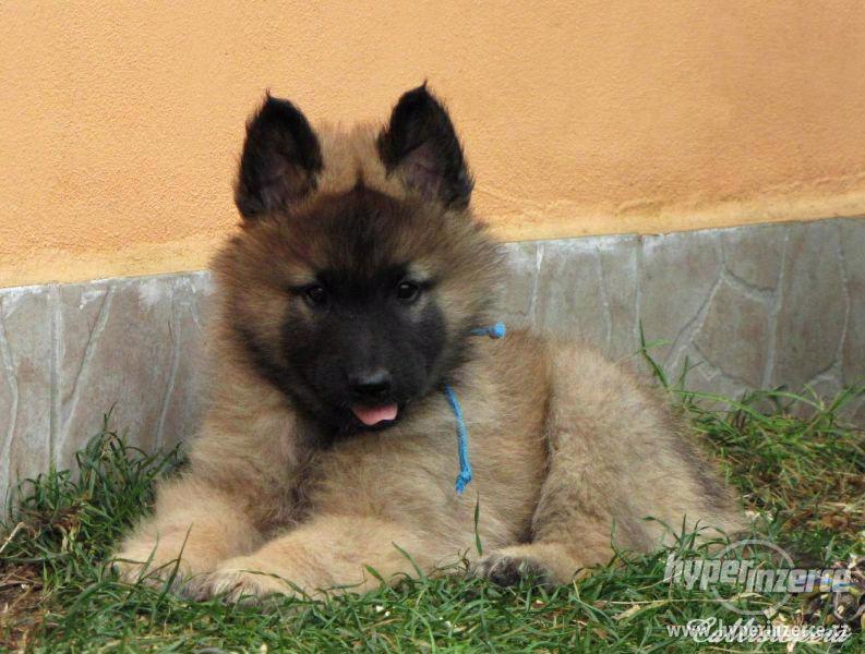 Štěňátka Belgický ovčák Tervueren - foto 2
