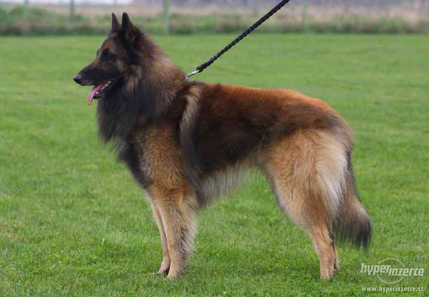 Štěňátka Belgický ovčák Tervueren - foto 3