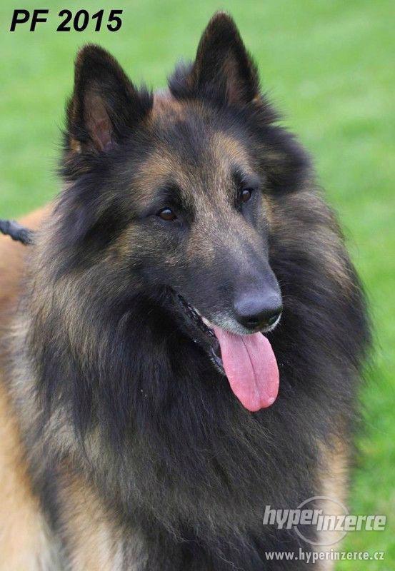 Štěňátka Belgický ovčák Tervueren - foto 4