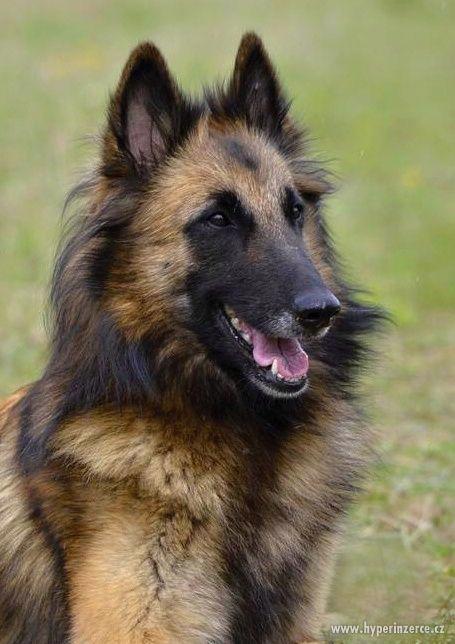 Štěňátka Belgický ovčák Tervueren - foto 5