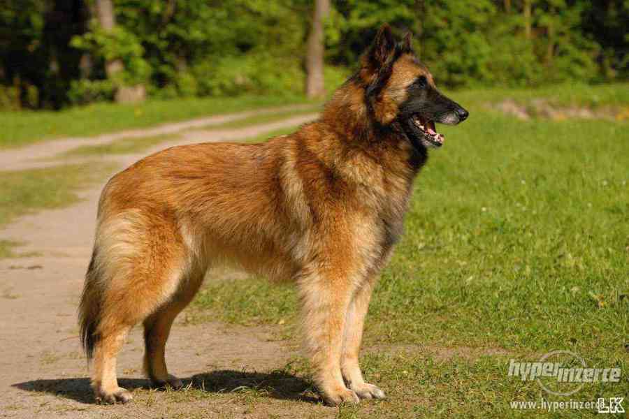 Štěňátka Belgický ovčák Tervueren - foto 6