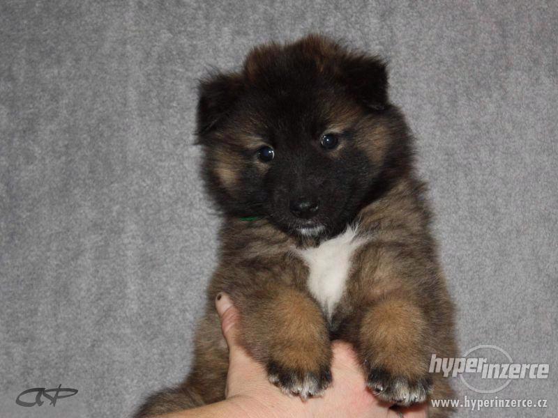 Štěňátka Belgický ovčák Tervueren - foto 7