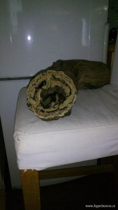 akvarijni kořeny wood japan - foto 3