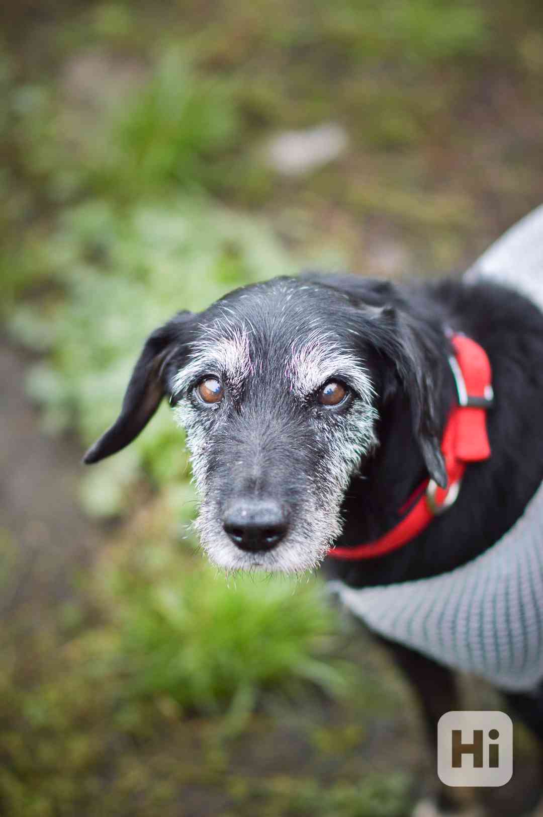 Libby - starší psí dáma, moc hodná, 7 let - foto 1