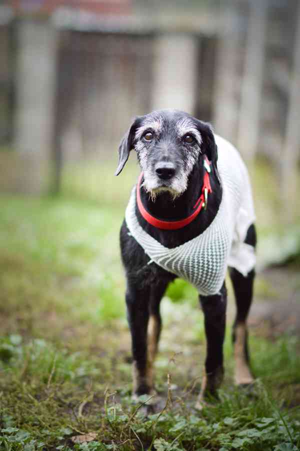 Libby - starší psí dáma, moc hodná, 7 let - foto 2