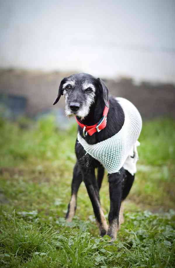 Libby - starší psí dáma, moc hodná, 7 let - foto 4
