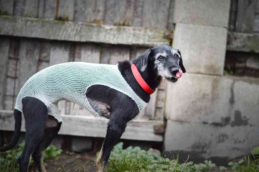 Libby - starší psí dáma, moc hodná, 7 let - foto 3