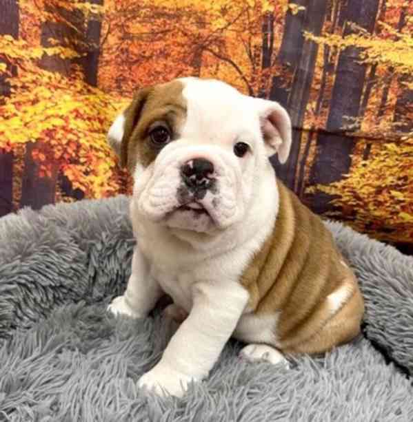 English Bulldog puppies  - foto 2