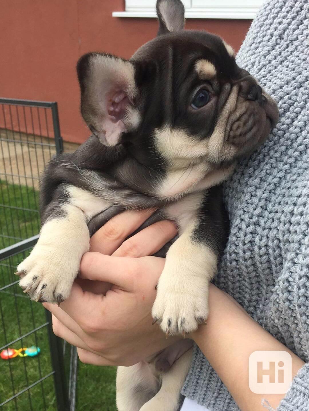 Štěňata francouzského buldočka hledají nový domov - foto 1