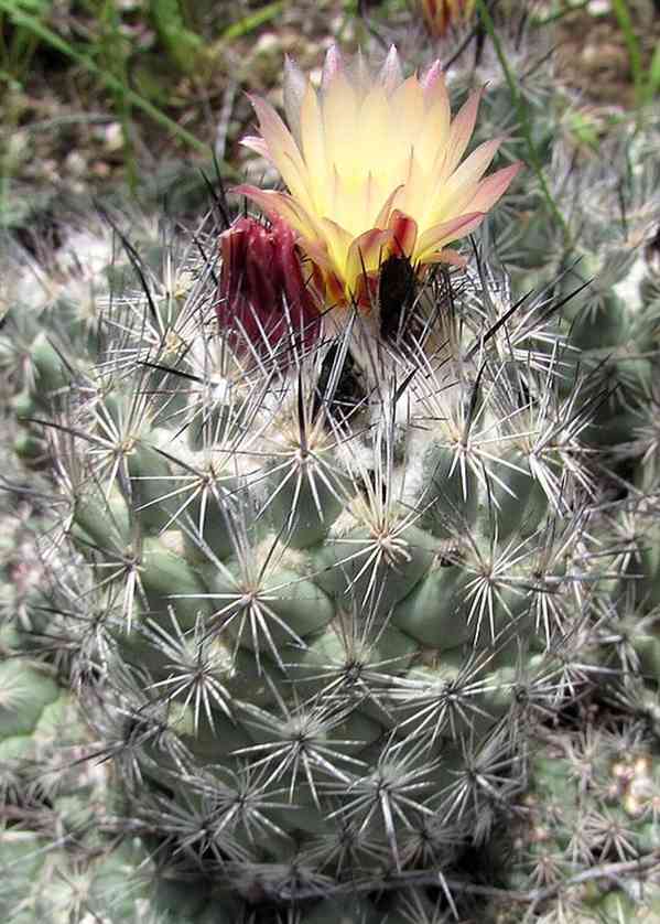 Kaktus Coryphantha durangensis Rodeo Nazas - semena