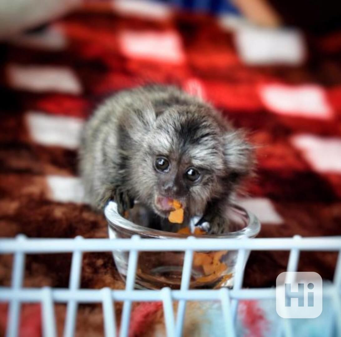 Okouzlující kosmani k dispozici - foto 1