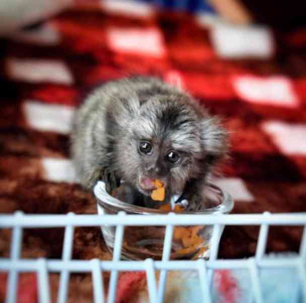 Okouzlující kosmani k dispozici - foto 1