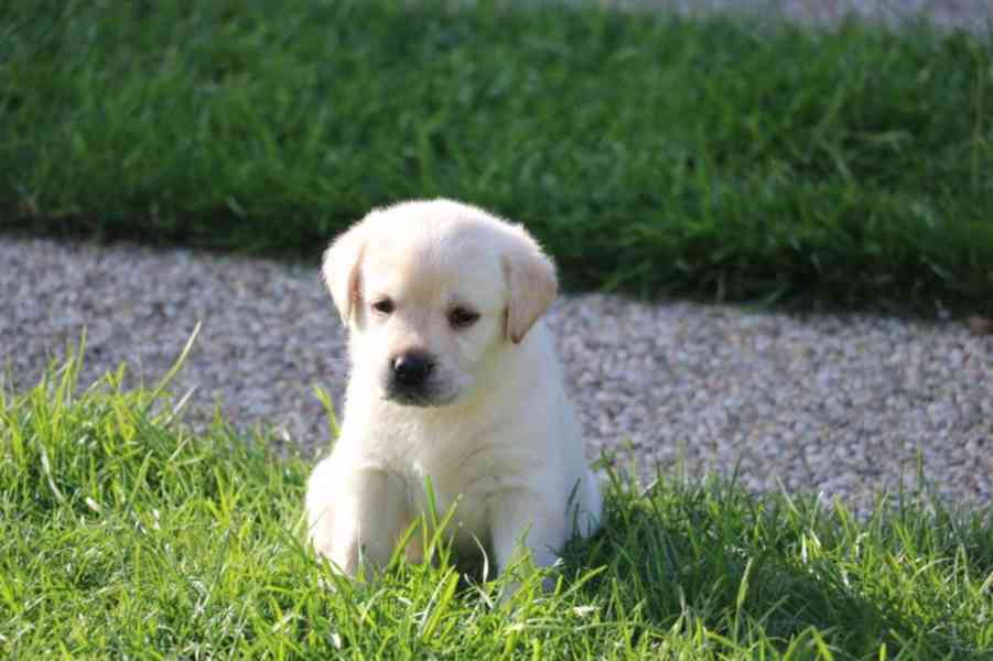 Rozkošná štěňátka labradorů - foto 2