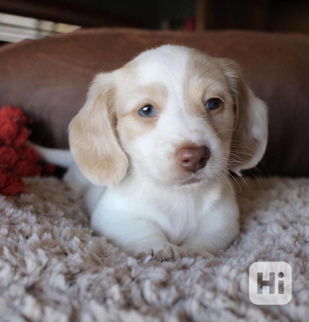 štěňátka jezevčíků - foto 1