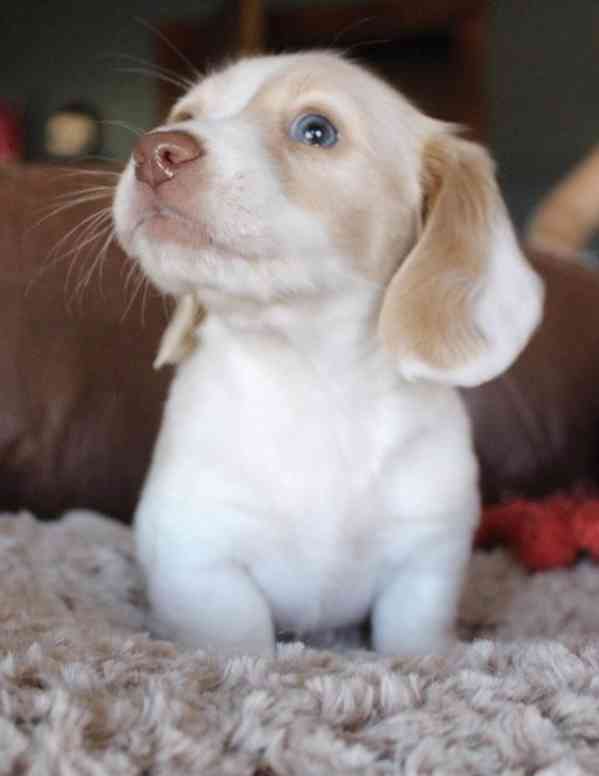 štěňátka jezevčíků - foto 2