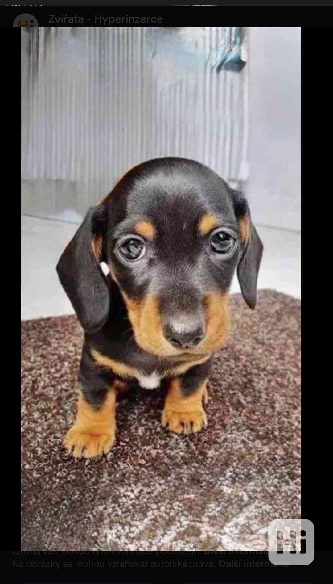 Jezevčík štěňata - foto 1