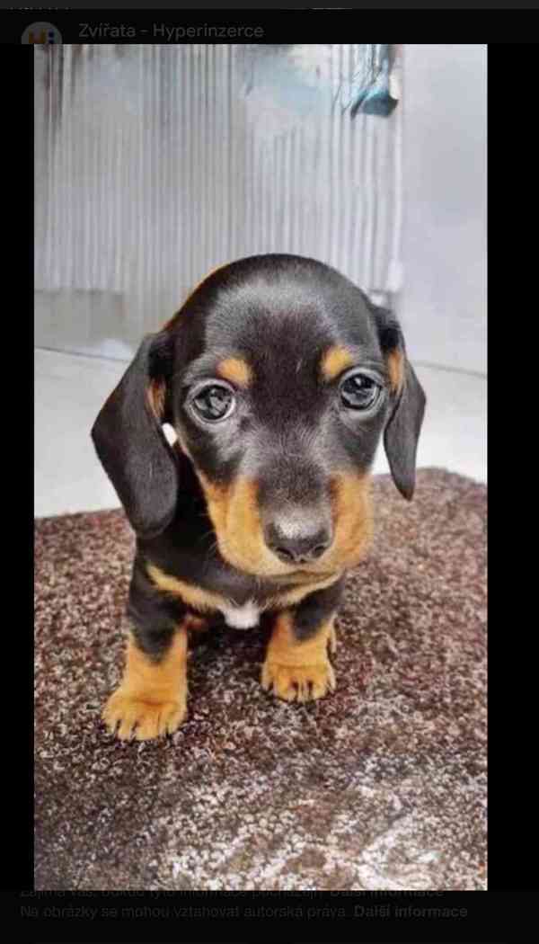 Jezevčík štěňata - foto 2