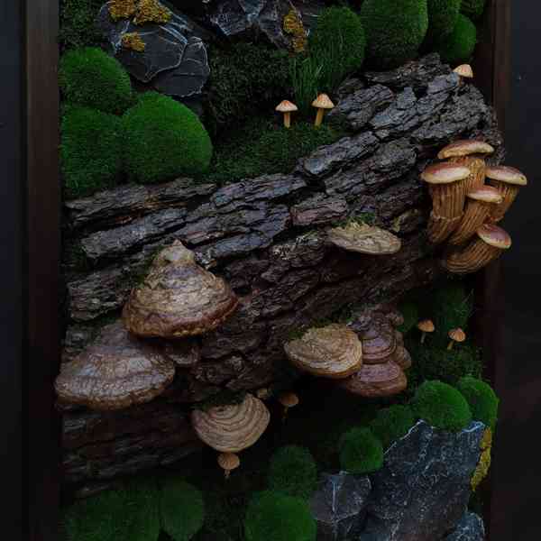 Mechový obraz / obraz ze stabilizovaného mechu - foto 5