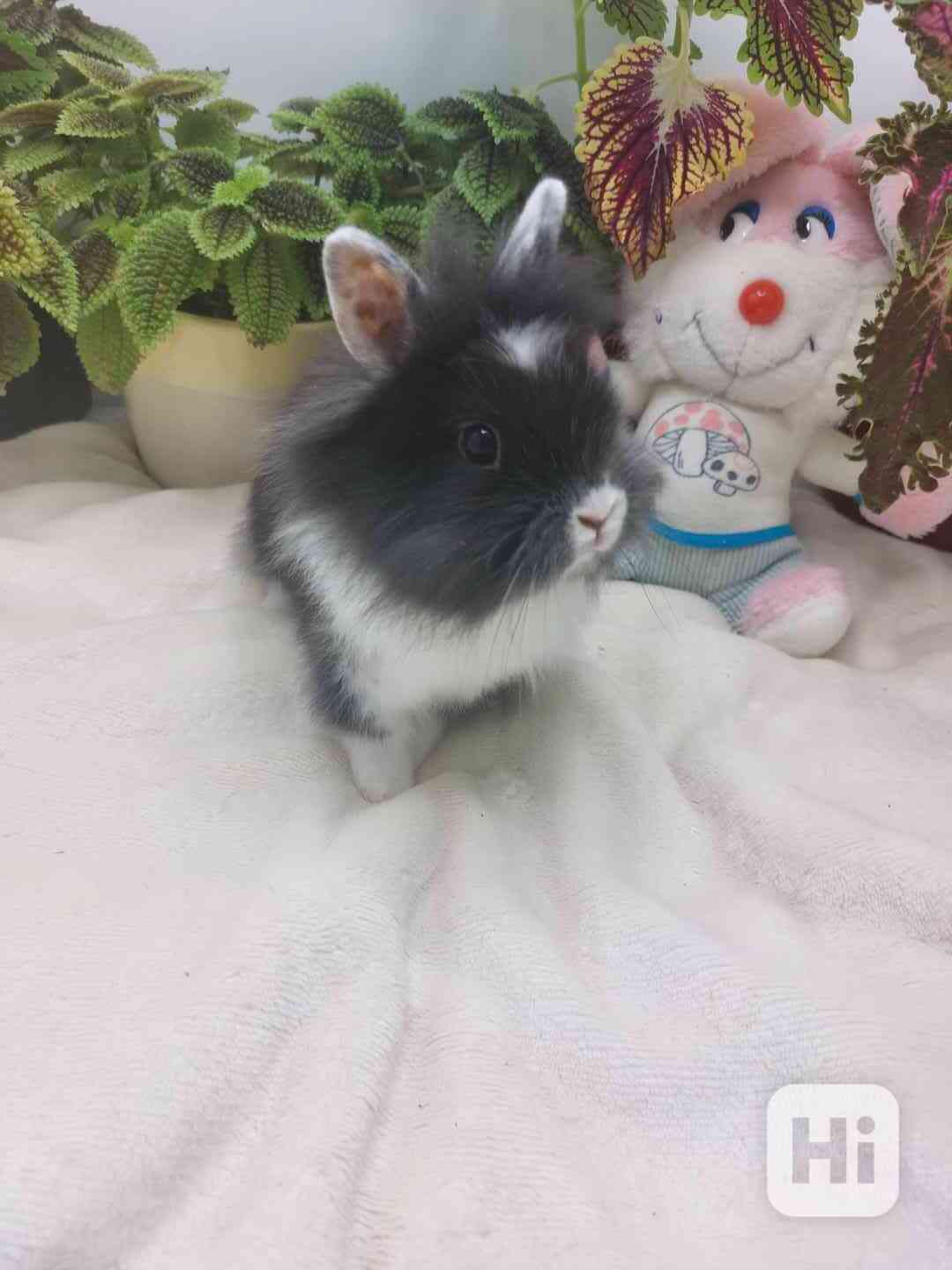 Zakrslý králík - lvíček - foto 1