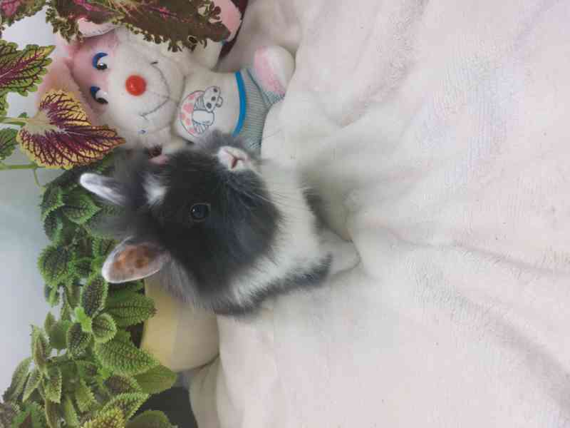 Zakrslý králík - lvíček - foto 1