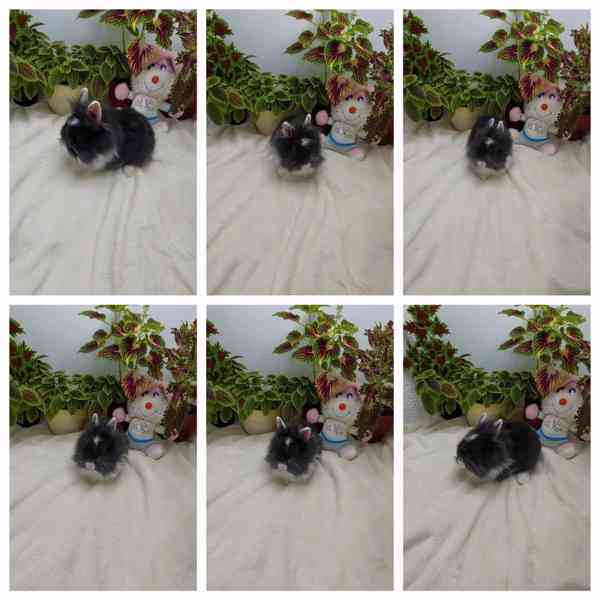 Zakrslý králík - lvíček - foto 2