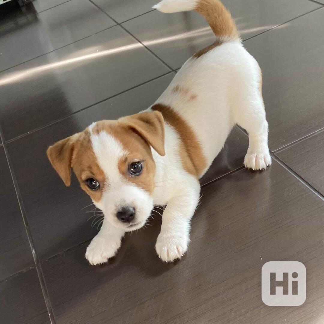 12 týdenní štěně jack russella k adopci zdarma - foto 1
