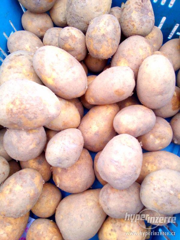 Prvotřídní konzumní brambory za 4,- - foto 1