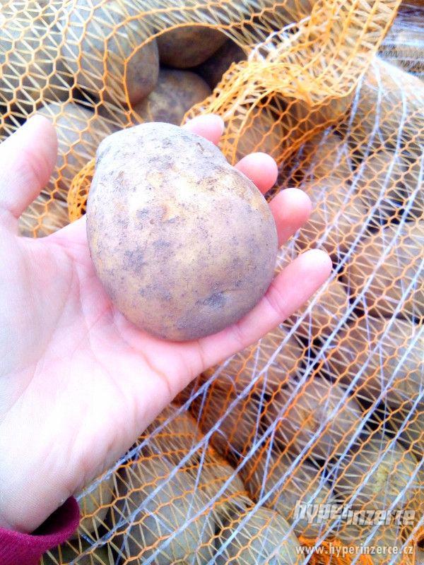 Prvotřídní konzumní brambory za 4,- - foto 4
