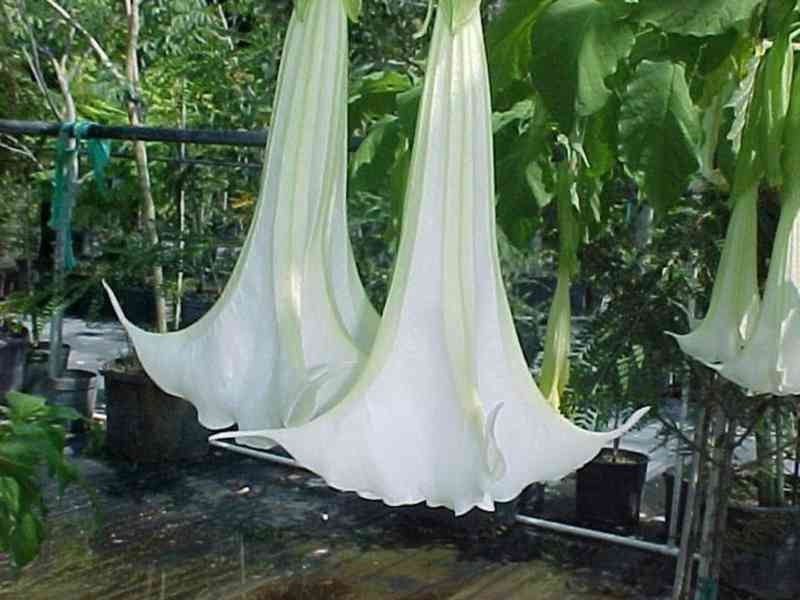 řízek Brugmansia arborea - Andělská trumpeta